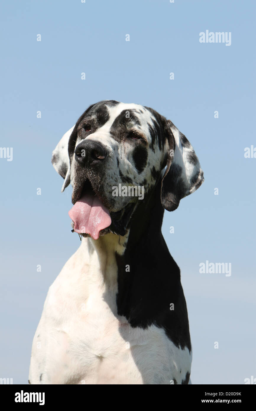 Harlekin Doggen Stockfotos Und Bilder Kaufen Alamy