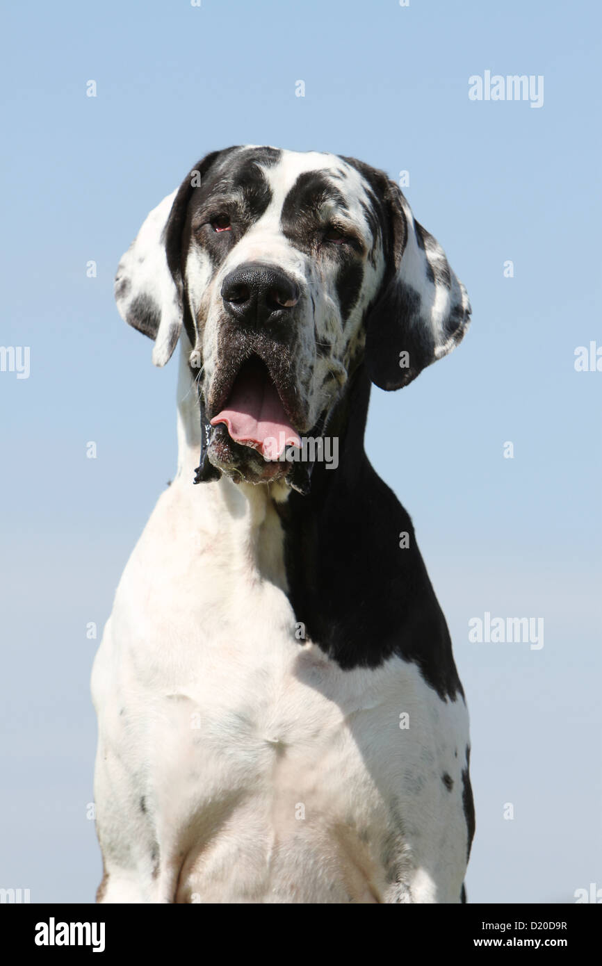 Deutsche Dogge Hund / Deutsche Dogge Erwachsenen Harlekin-Porträt Stockfoto