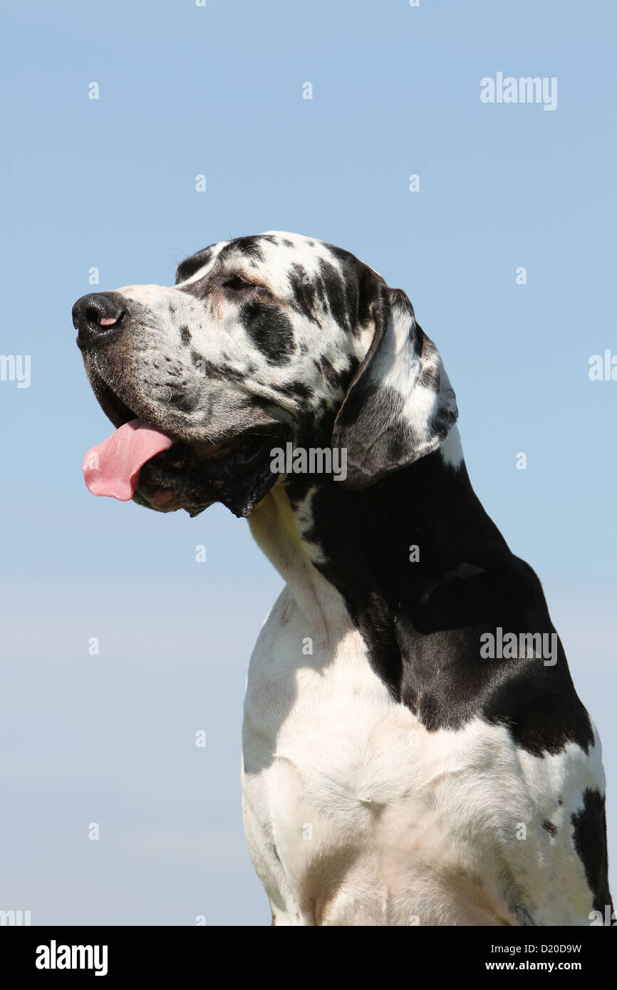 Deutsche Dogge Hund / Deutsche Dogge Erwachsenen Harlekin-Porträt-Profil Stockfoto