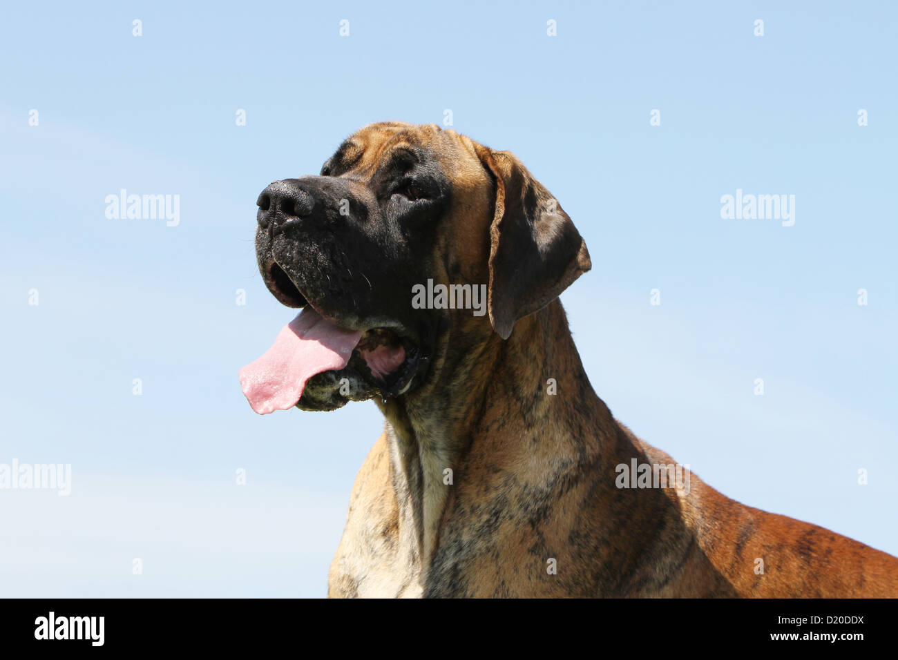 Deutsche Dogge Hund / Deutsche Dogge Erwachsenen gestromte Porträt Profil Stockfoto