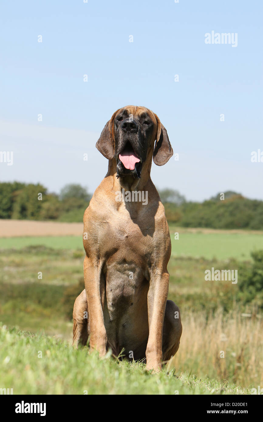 Deutsche Dogge Hund / Deutsche Dogge Erwachsenen Reh sitzend Stockfoto