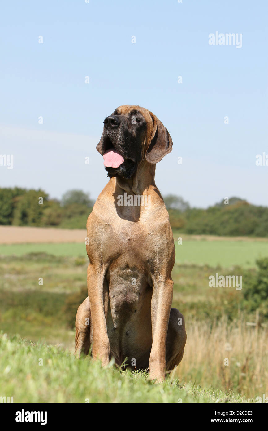 Deutsche Dogge Hund / Deutsche Dogge Erwachsenen Reh sitzen auf einer Wiese Stockfoto