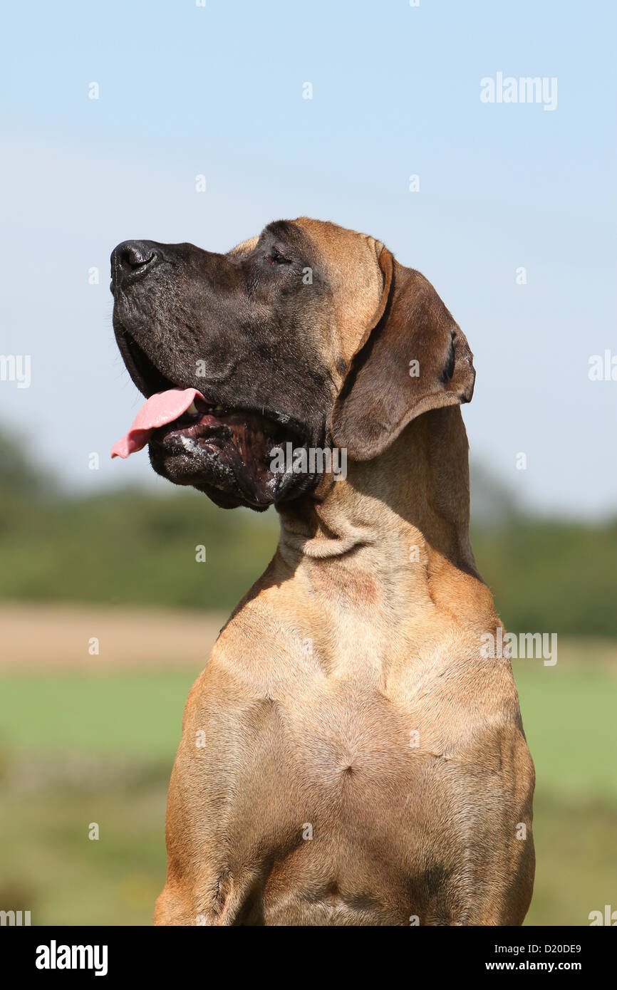 Deutsche Dogge Hund / Deutsche Dogge Erwachsenen Fawn Porträt Profil Stockfoto