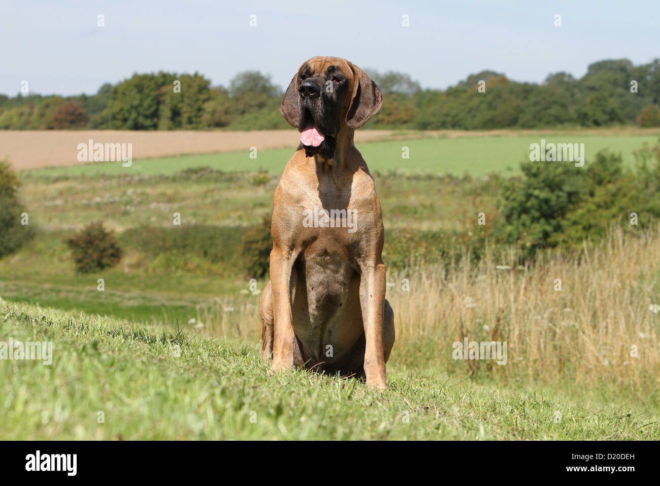 Deutsche Dogge Hund / Deutsche Dogge Erwachsenen Reh sitzen auf einer Wiese Stockfoto