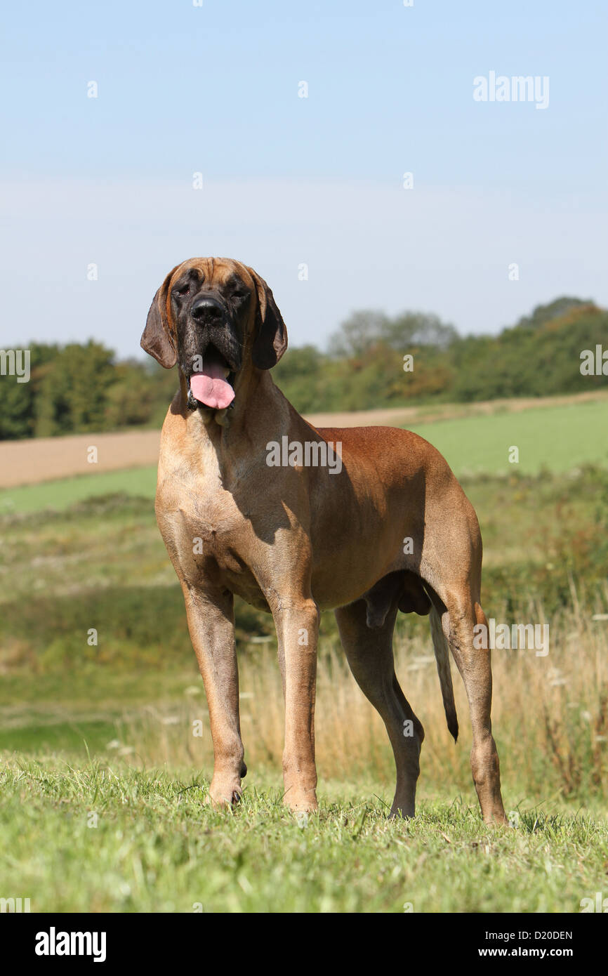 Deutsche Dogge Hund / Deutsche Dogge Erwachsenen Reh stehend Stockfoto