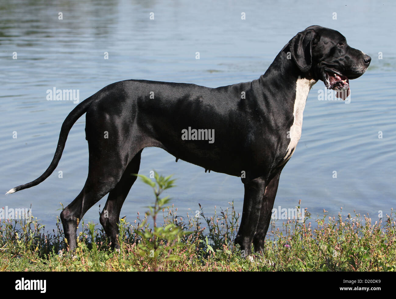 Deutsche Dogge Hund / Deutsche Dogge Erwachsene schwarze standard Profil Stockfoto