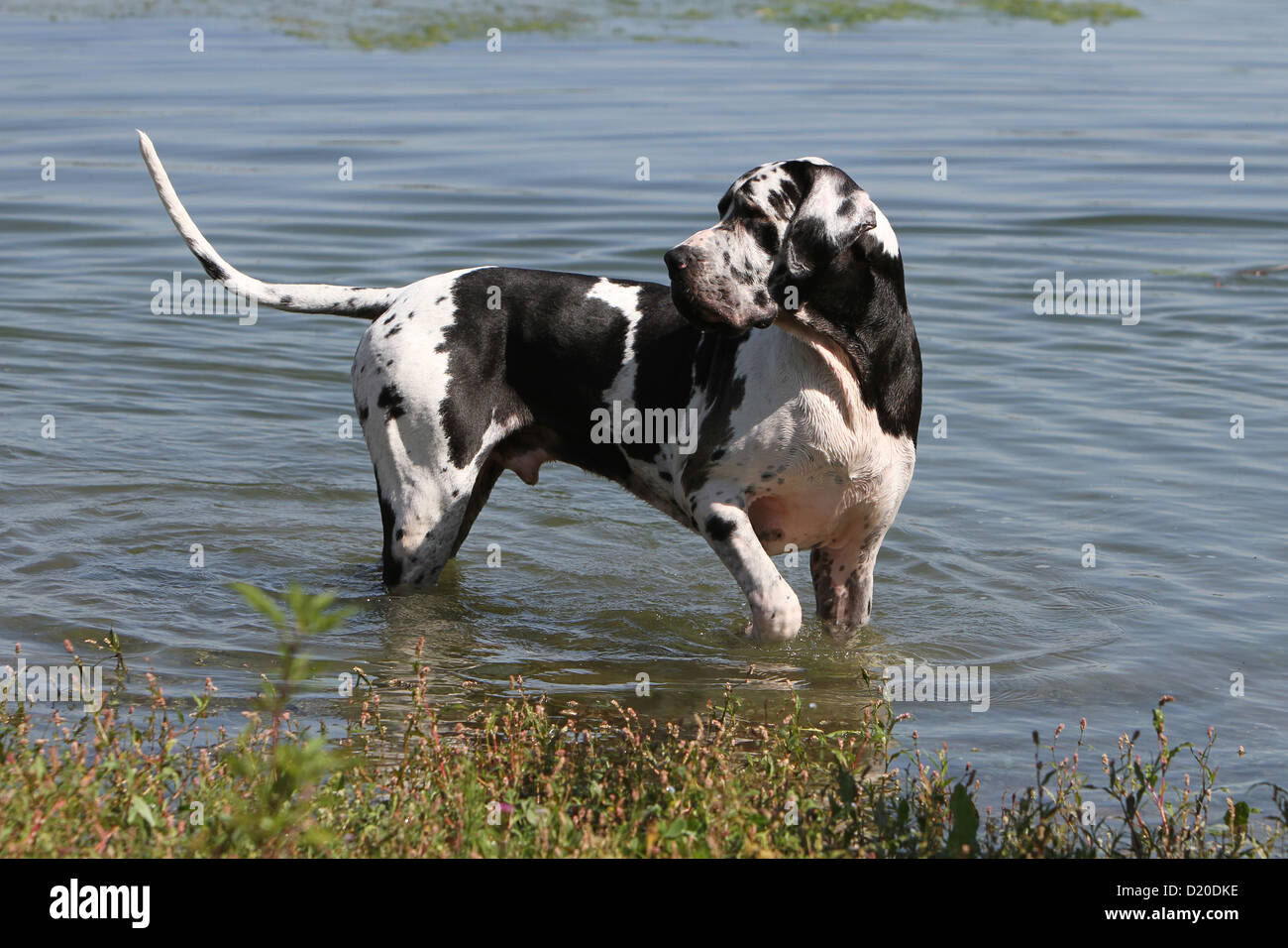 Deutsche Dogge Hund / Erwachsene Deutsche Dogge Harlekin stehend in einem See Stockfoto