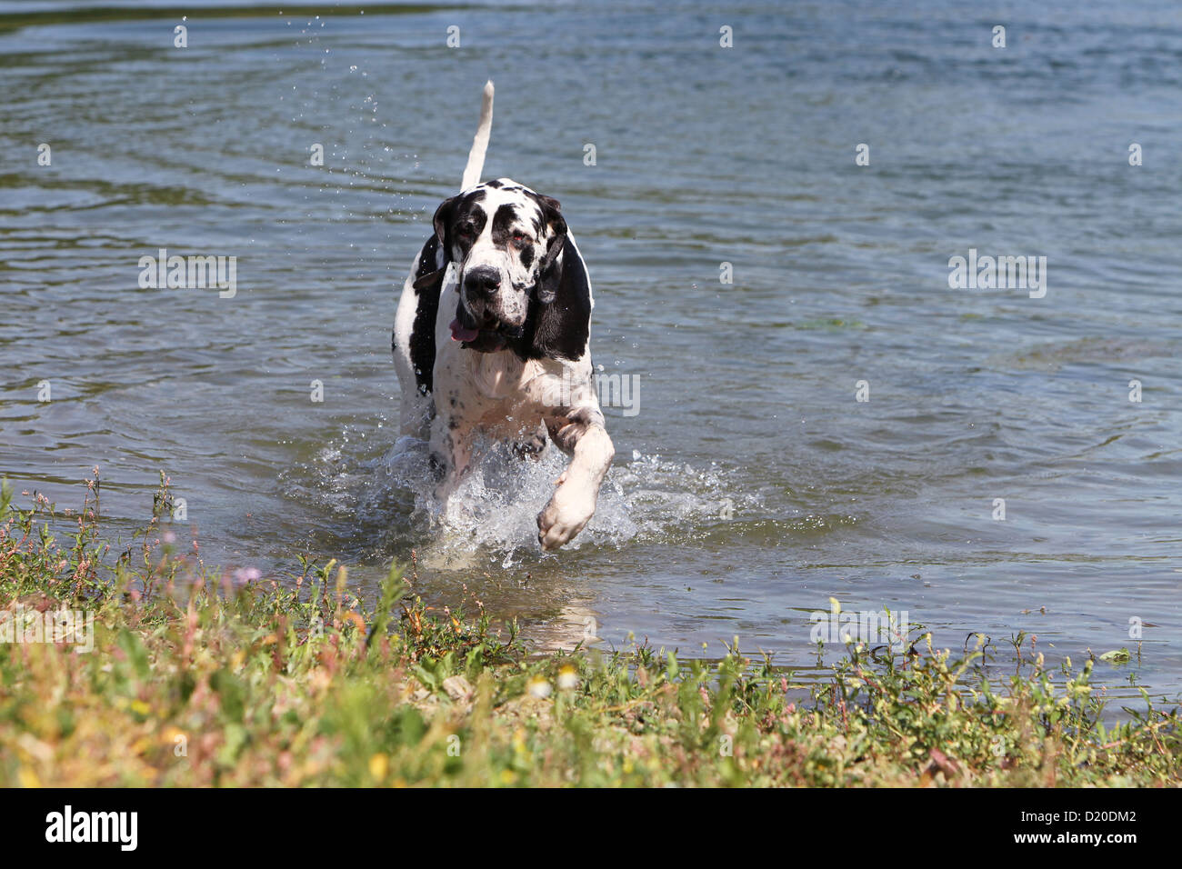 Deutsche Dogge Hund / Erwachsene Deutsche Dogge Harlekin läuft in einem See Stockfoto