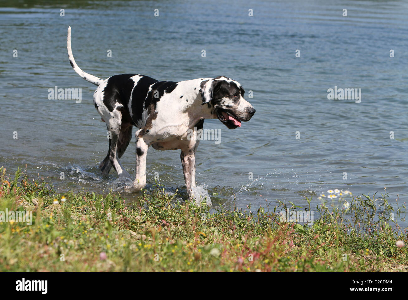 Deutsche Dogge Hund / Erwachsene Deutsche Dogge Harlekin läuft in einem See Stockfoto