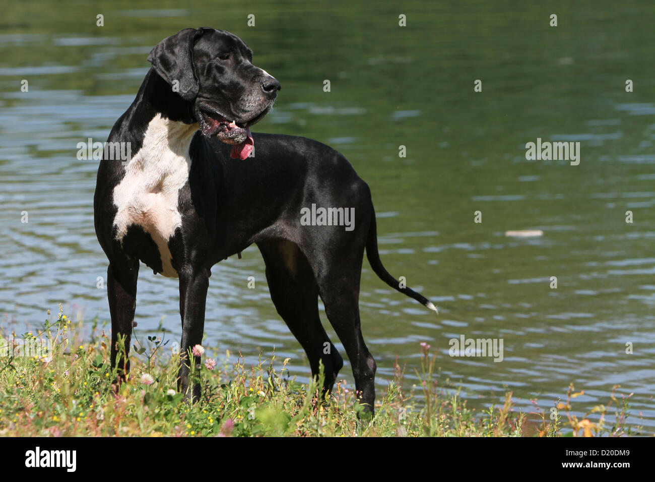 Deutsche Dogge Hund / Schwarze Deutsche Dogge Erwachsenen stehen die Ufer des Sees Stockfoto