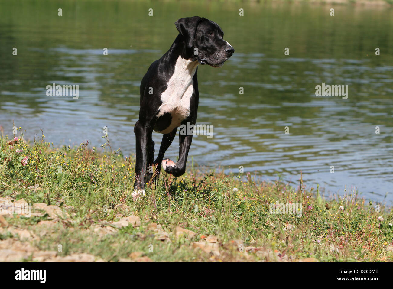 Deutsche Dogge Hund / Erwachsene Deutsche Dogge schwarz laufen an den Rand eines Sees Stockfoto