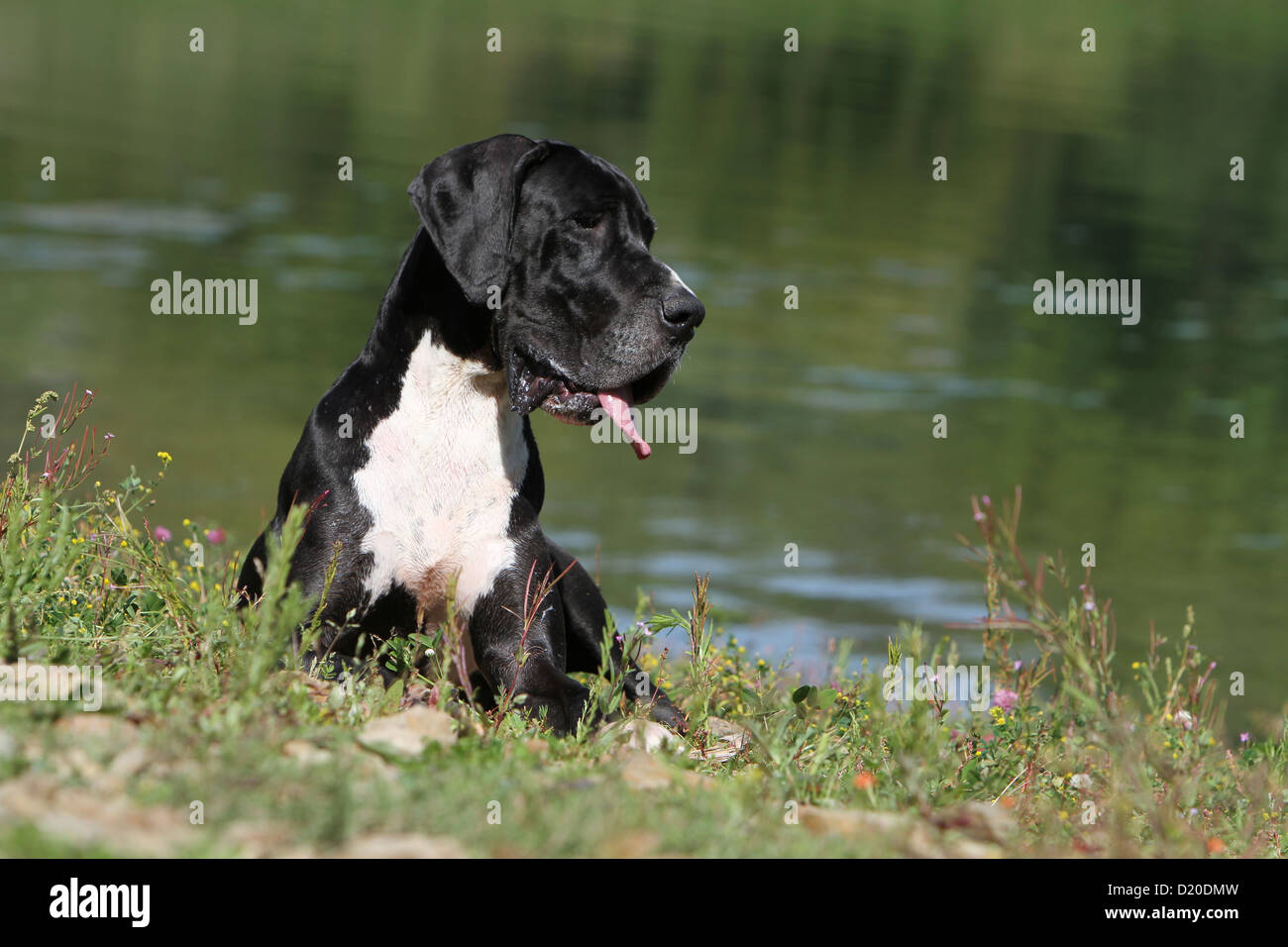 Deutsche Dogge Hund / Erwachsene Deutsche Dogge schwarz liegend an einem See Stockfoto