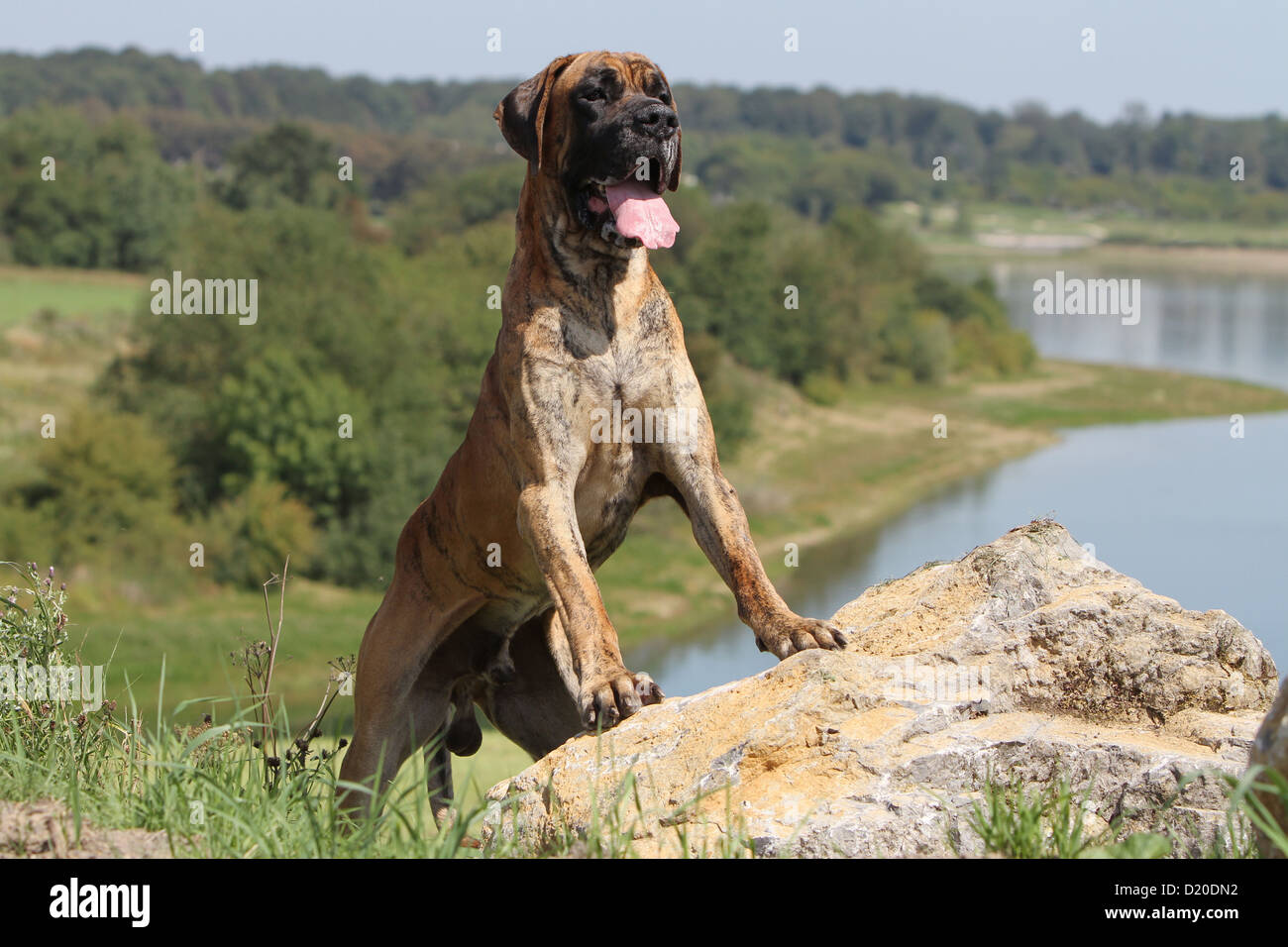 Deutsche Dogge Hund / Deutsche Dogge Erwachsenen gestromt auf einem Felsen Stockfoto