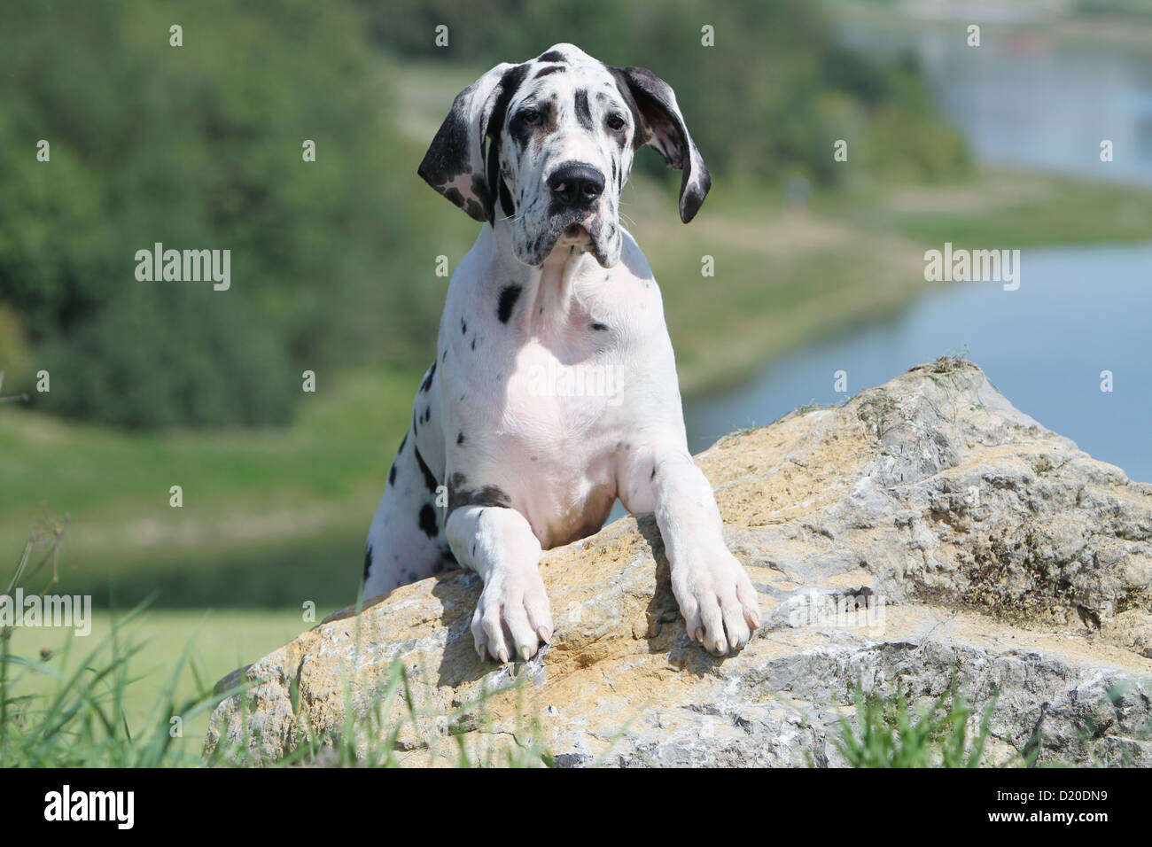 Deutsche Dogge Hund / Deutsche Dogge Welpen Harlekin liegen auf einem Felsen Stockfoto