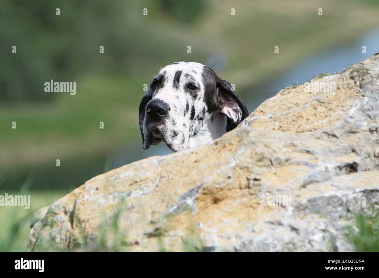 Deutsche Dogge Hund / Deutsche Dogge Welpen Harlekin Porträt Stockfoto