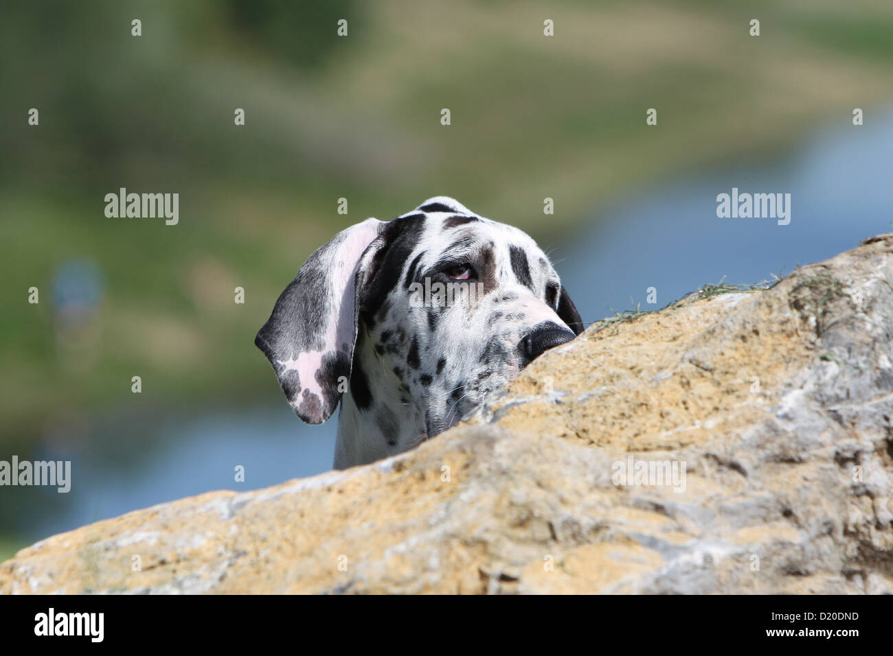 Deutsche Dogge Hund / Deutsche Dogge Welpen Harlekin Porträt Stockfoto