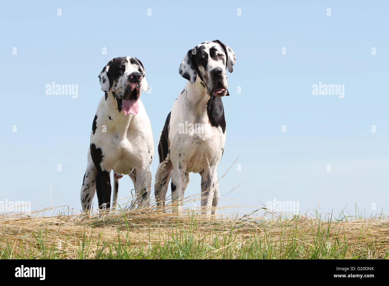Deutsche Dogge Hund / Deutsche Dogge zwei Erwachsene Harlekin stehend Stockfoto