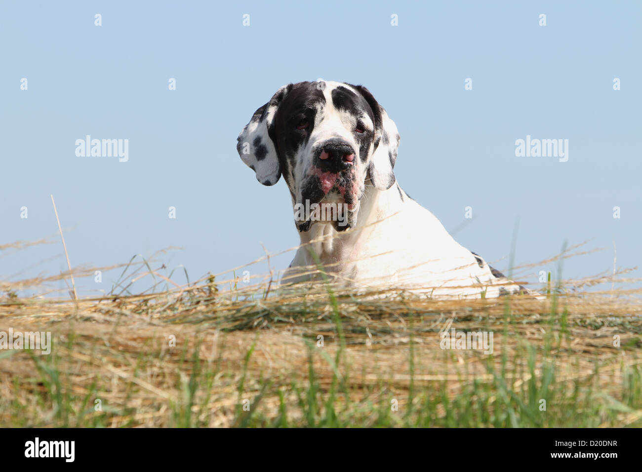 Deutsche Dogge Hund / Deutsche Dogge Erwachsenen Harlekin-Porträt Stockfoto