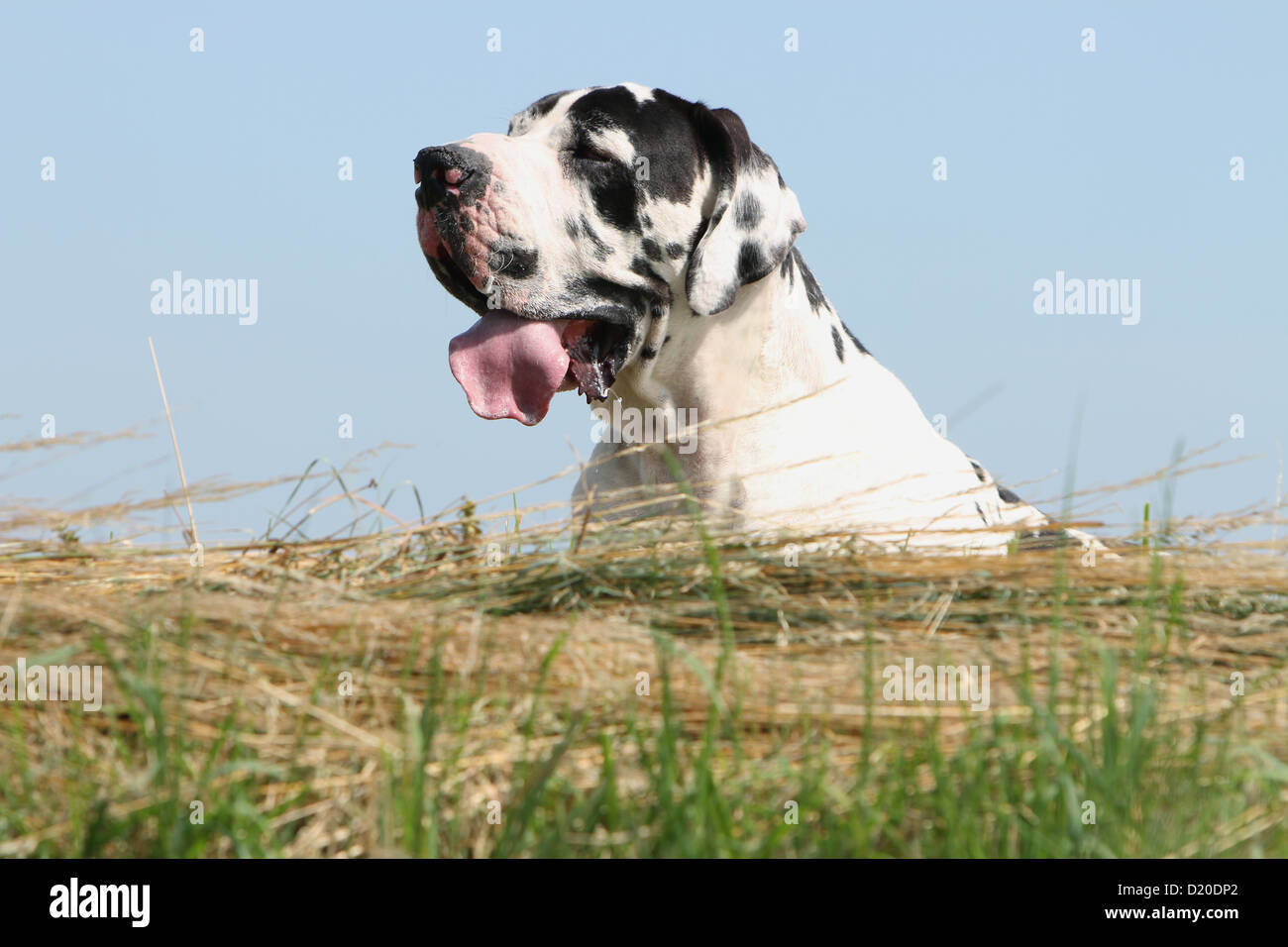 Deutsche Dogge Hund / Deutsche Dogge Erwachsenen Harlekin-Porträt-Profil Stockfoto