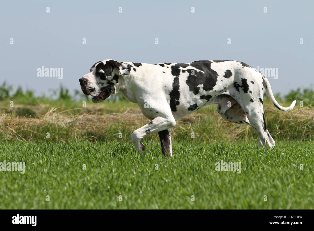 Deutsche Dogge Hund / Erwachsene Deutsche Dogge Harlekin läuft in einem Feld Stockfoto