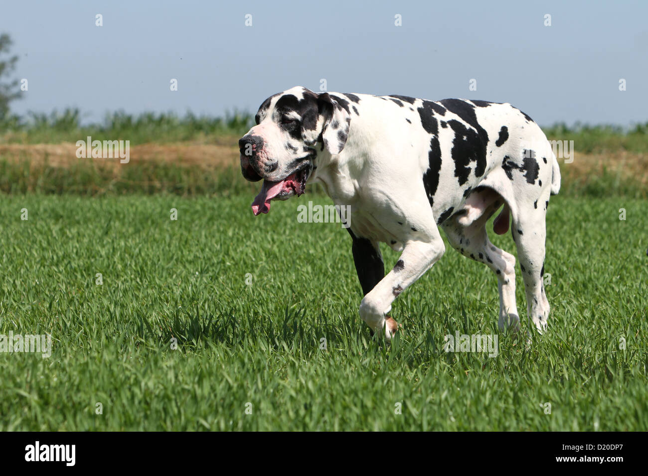 Deutsche Dogge Hund / Erwachsene Deutsche Dogge Harlekin läuft in einem Feld Stockfoto