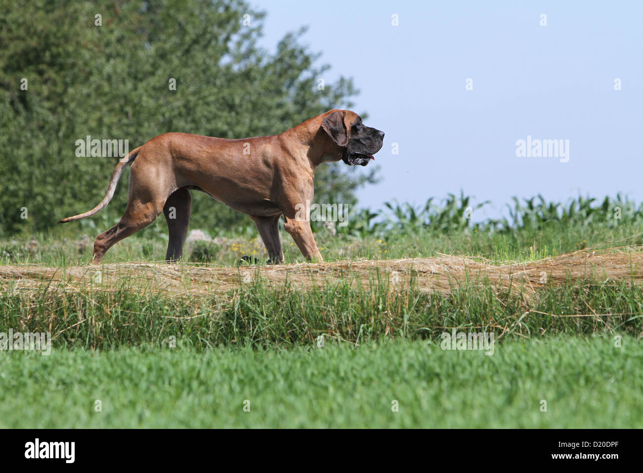 Deutsche Dogge Hund / Deutsche Dogge Erwachsenen Reh zu Fuß in ein Feld Stockfoto