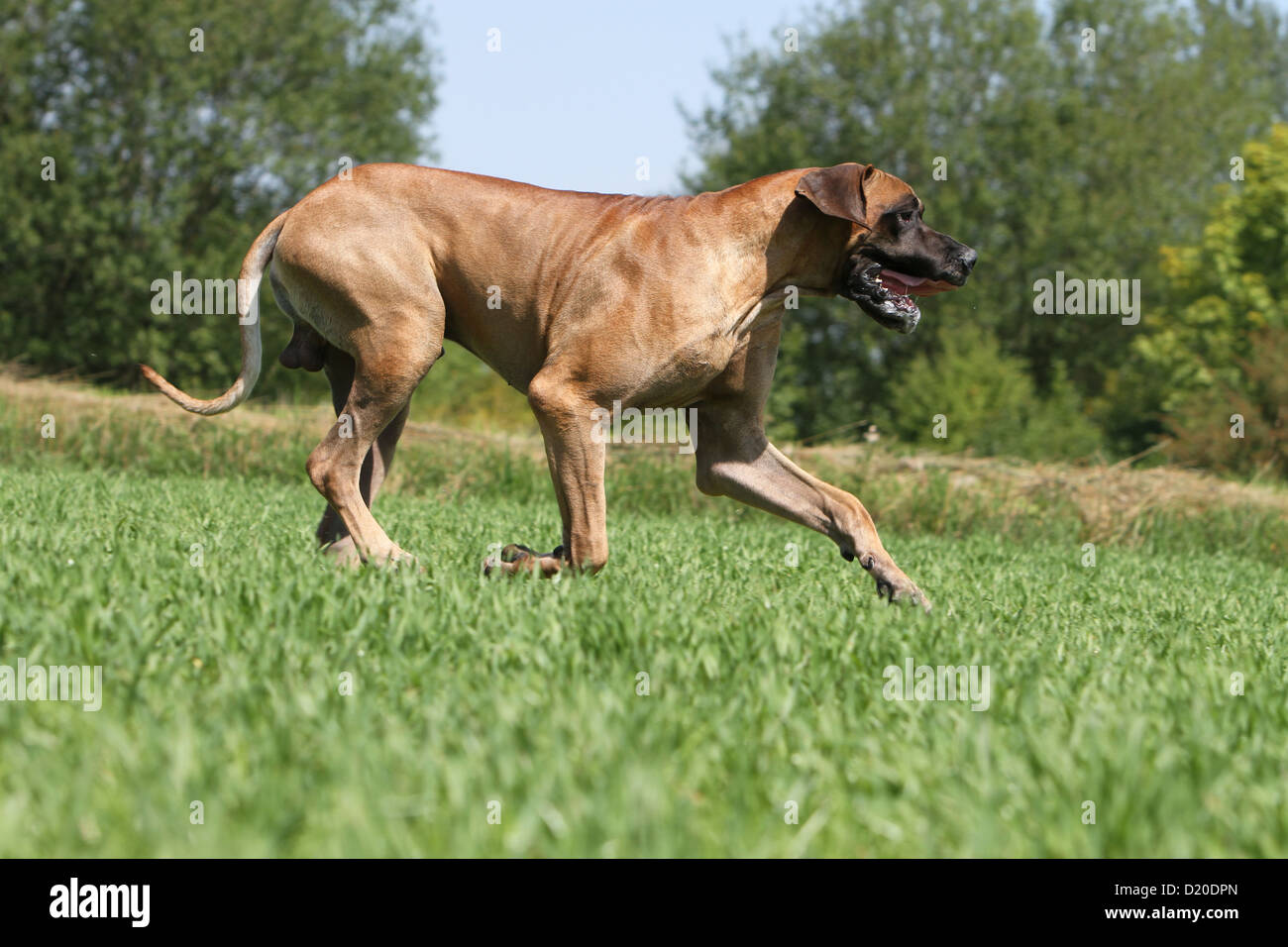 Deutsche Dogge Hund / Deutsche Dogge Erwachsenen Reh läuft in einem Feld Stockfoto