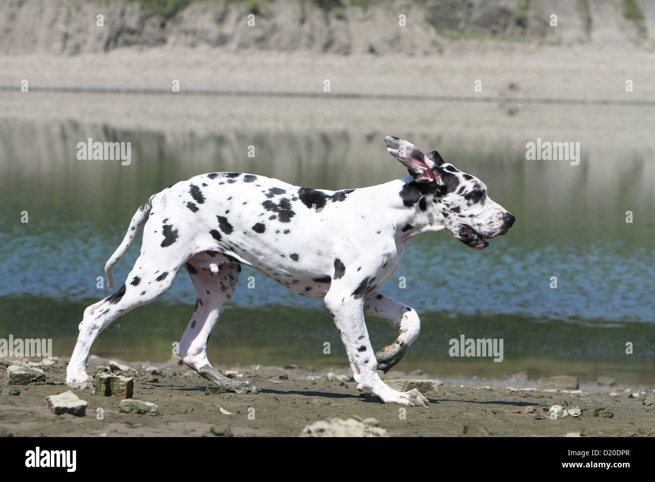 Deutsche Dogge Hund / Deutsche Dogge Welpen Harlekin, Profil Stockfoto
