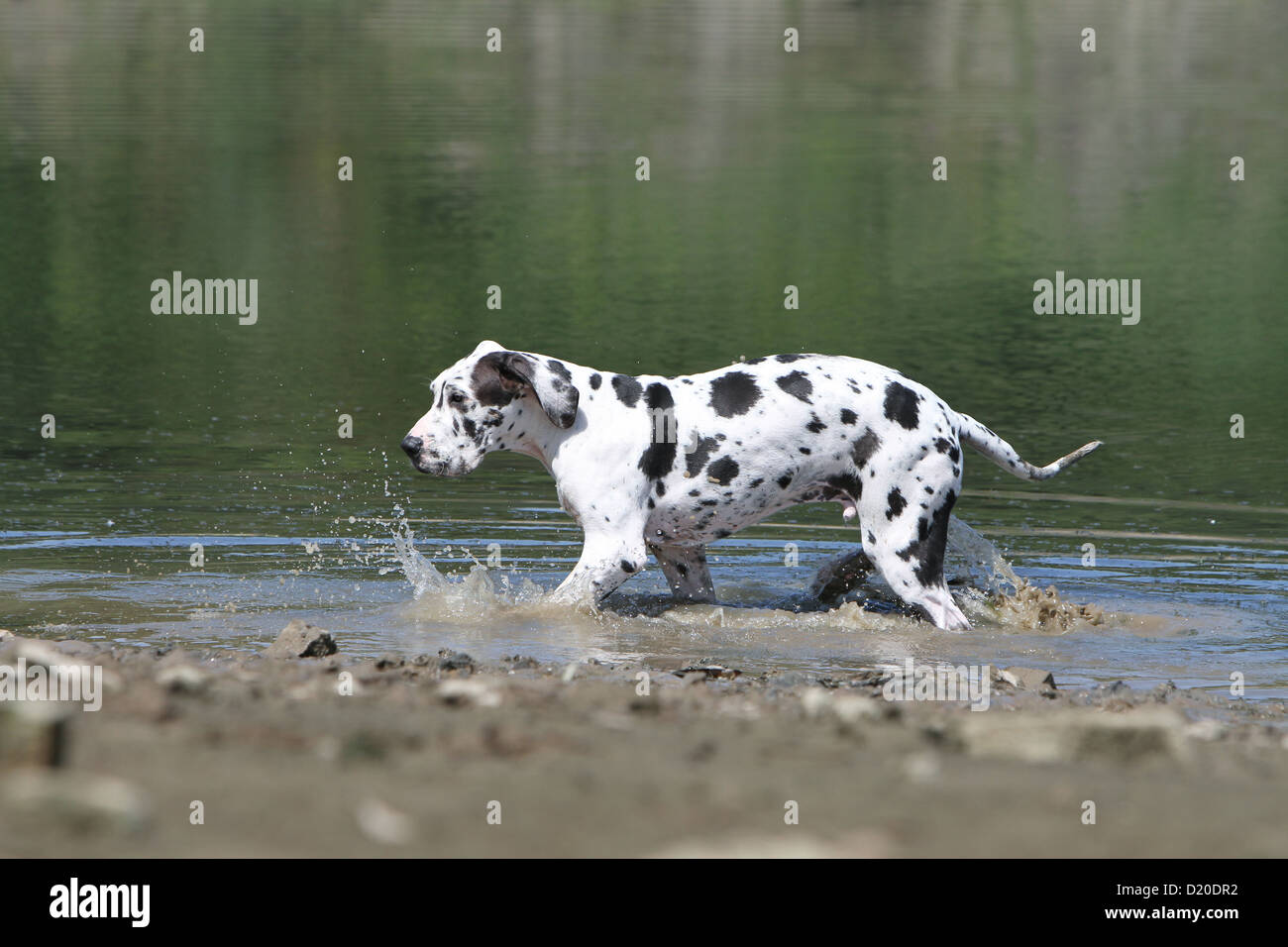 Deutsche Dogge Hund / Deutsche Dogge Welpen Harlekin Profil im Wasser laufen Stockfoto