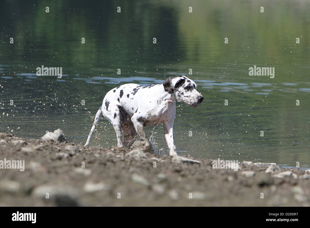 Deutsche Dogge Hund / Deutsche Dogge Welpen Harlekin, Profil Stockfoto