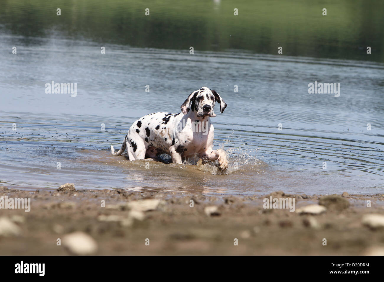 Deutsche Dogge Hund / Deutsche Dogge Welpen Harlekin zu Fuß in Wasser Stockfoto