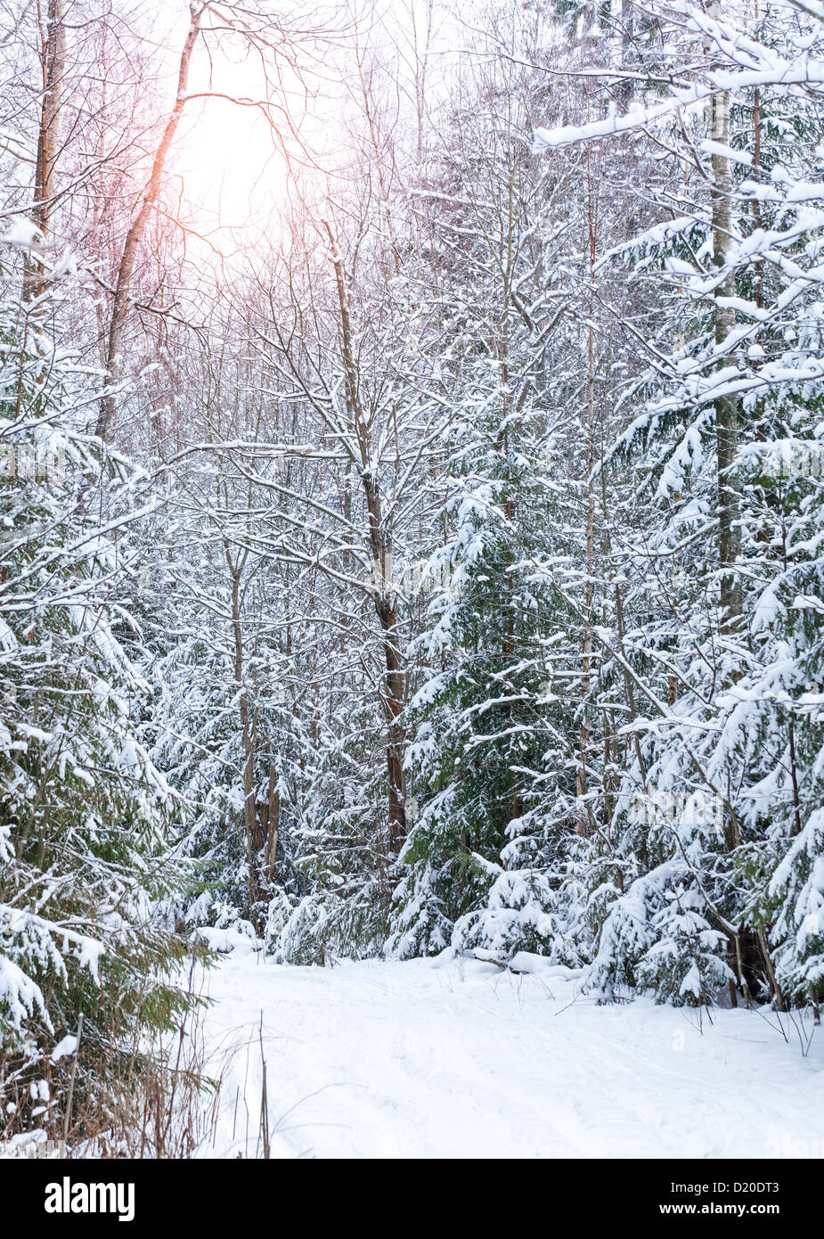 Schöne verschneite Fahrspur im kalten Winterwald Stockfoto