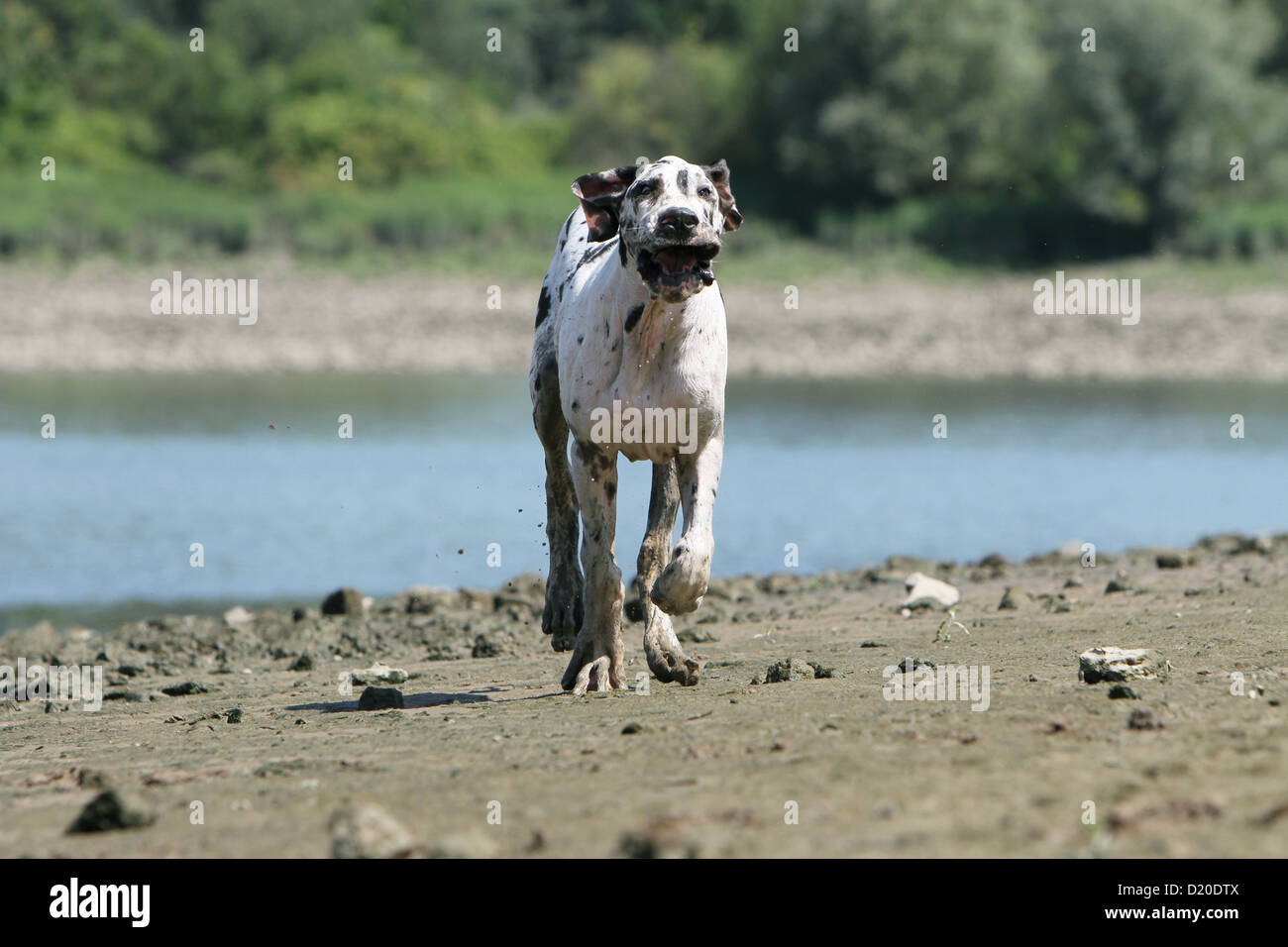 Deutsche Dogge Hund / Deutsche Dogge Welpen Harlekin laufen die Ufer des Sees Stockfoto