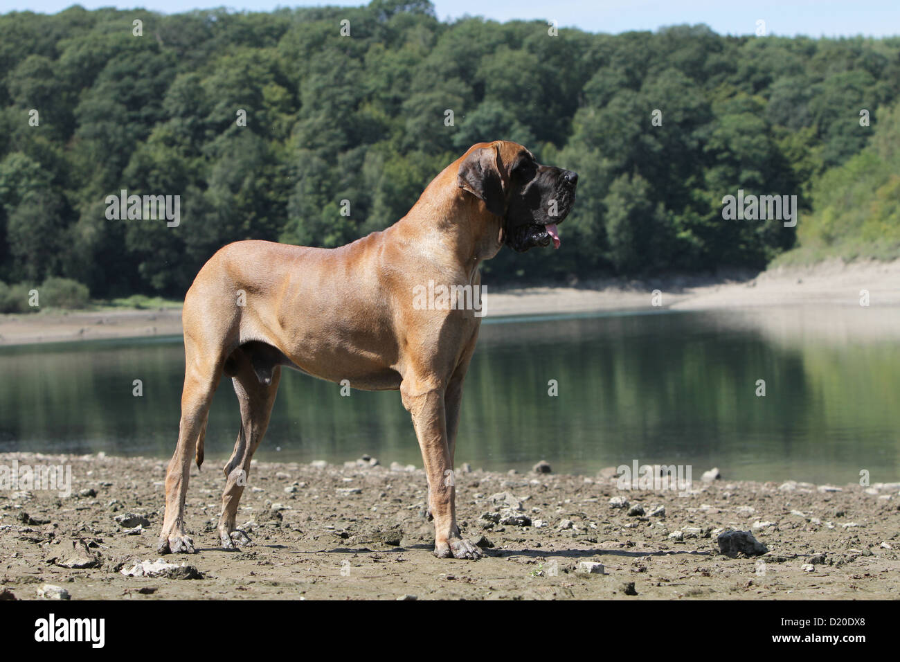Deutsche Dogge Hund / Deutsche Dogge Erwachsene standard Profil Stockfoto