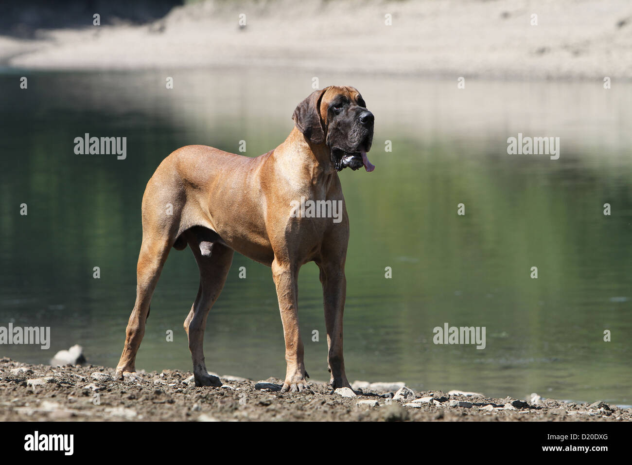 Deutsche Dogge Hund / Deutsche Dogge Erwachsenen Reh stehen am Rande eines Sees Stockfoto