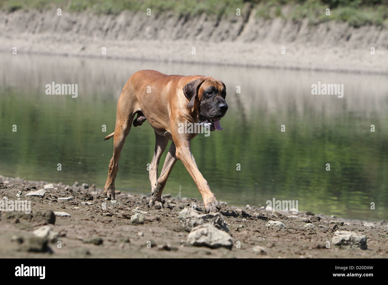 Deutsche Dogge Hund / Deutsche Dogge Erwachsenen Wandern im Rande eines Sees Stockfoto