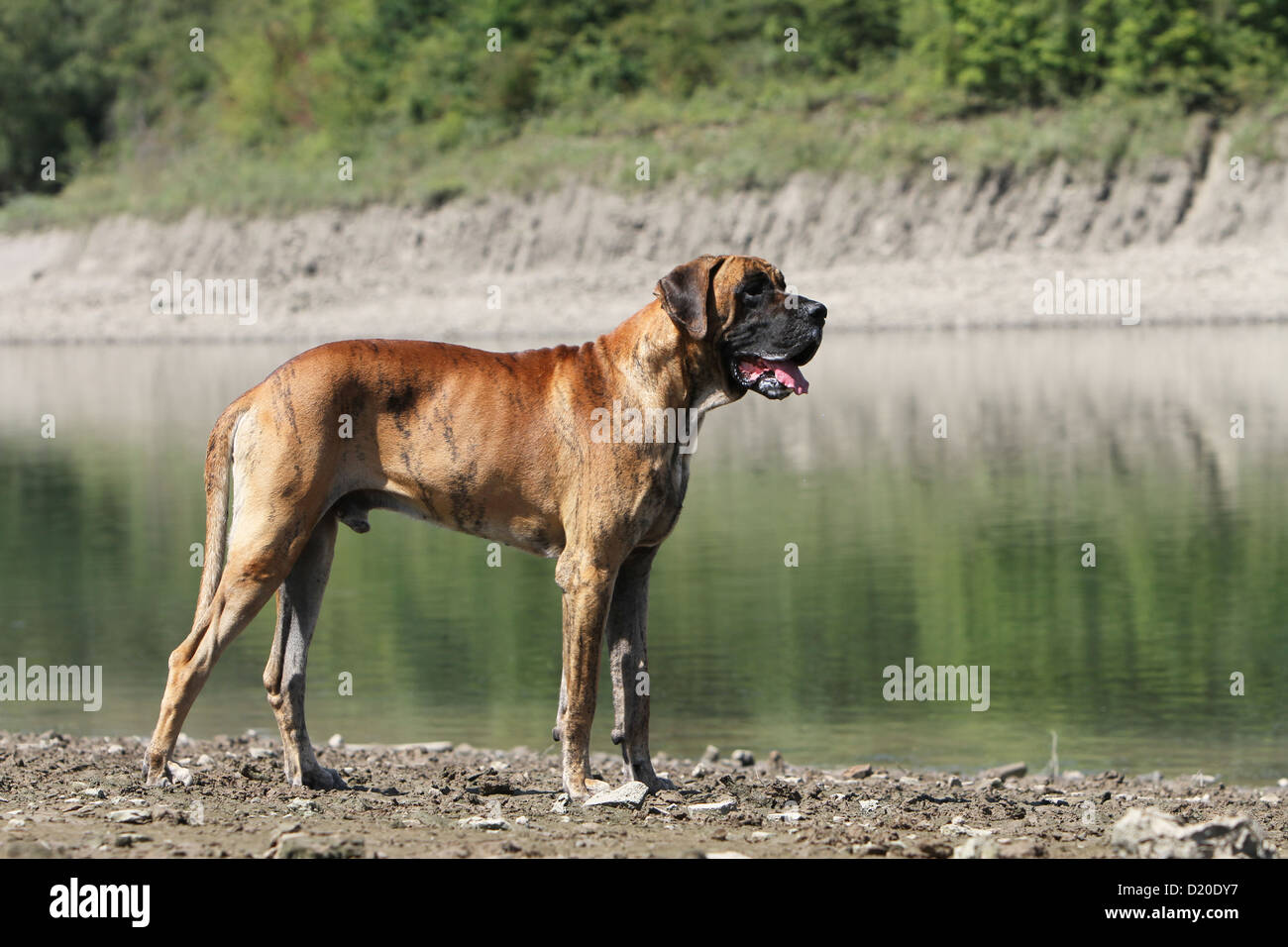 Deutsche Dogge Hund / Deutsche Dogge Erwachsenen gestromte Standardprofil Stockfoto