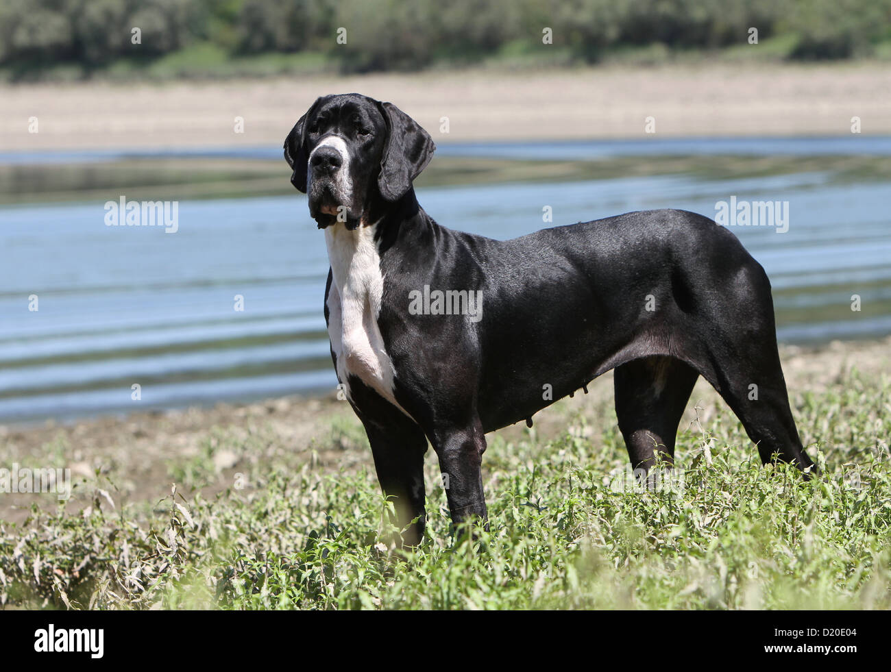 Deutsche Dogge Hund / Schwarze Deutsche Dogge Erwachsenen stehen die Ufer des Sees Stockfoto