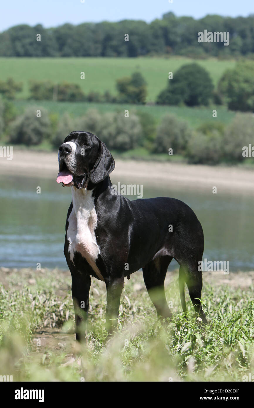 Deutsche Dogge Hund / Schwarze Deutsche Dogge Erwachsenen stehen die Ufer des Sees Stockfoto