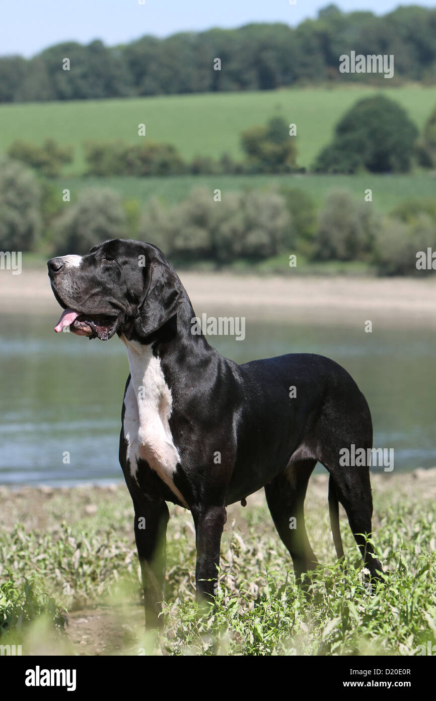 Deutsche Dogge Hund / Erwachsene Deutsche Dogge schwarz stehend Stockfoto