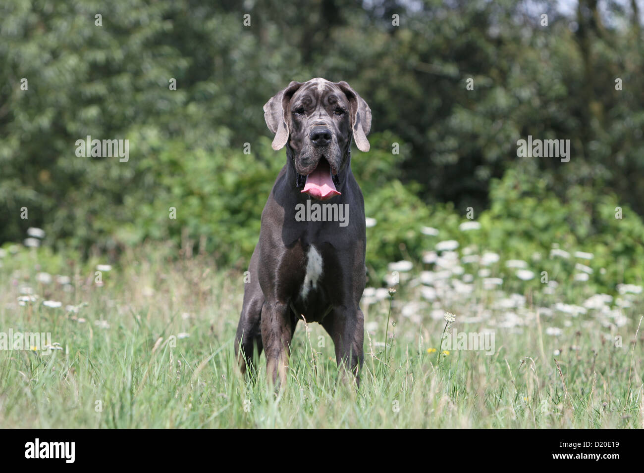Deutsche Dogge Hund / Deutsche Dogge Erwachsene blau stehend Stockfoto