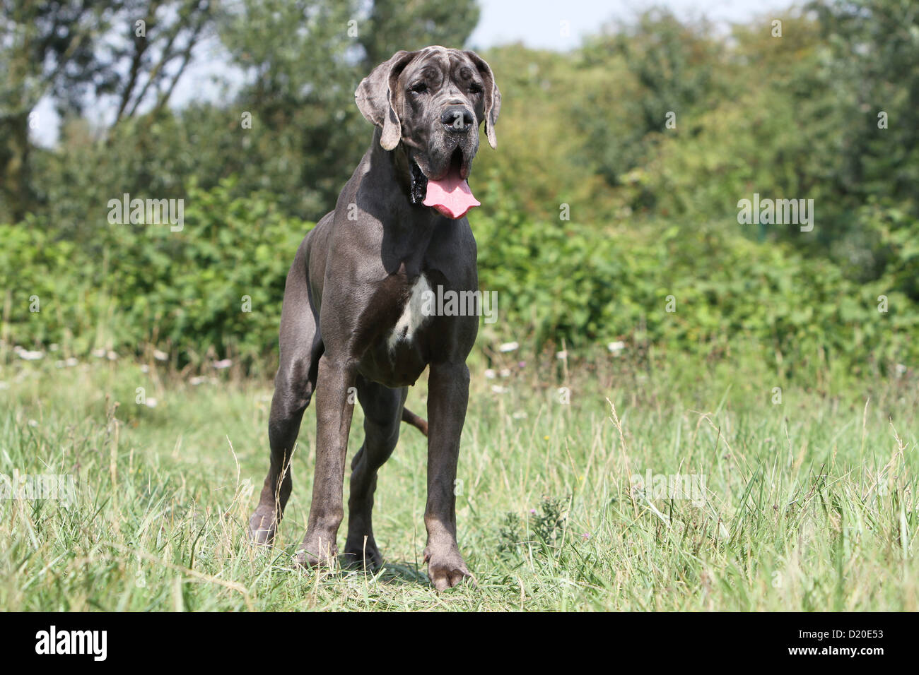 Deutsche Dogge Hund / Deutsche Dogge Erwachsene blau stehend Stockfoto