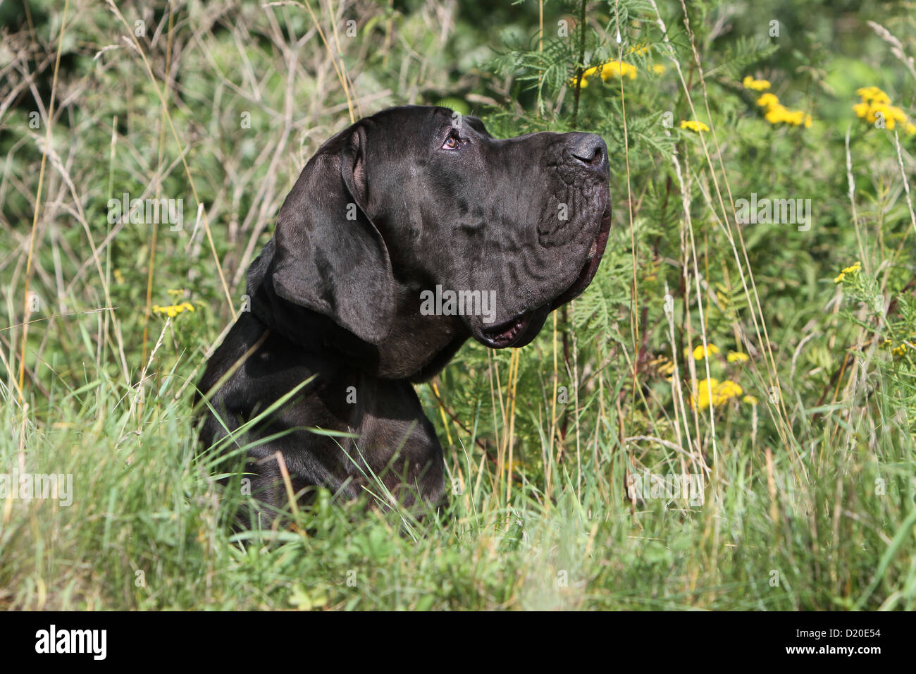 Deutsche Dogge Hund / Deutsche Dogge Welpen schwarz Porträt Profil Stockfoto