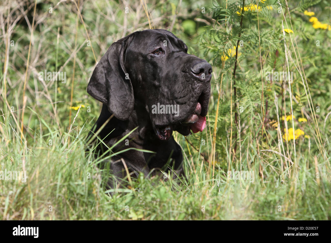 Deutsche Dogge Hund / Deutsche Dogge Welpen schwarz Porträt Profil Stockfoto
