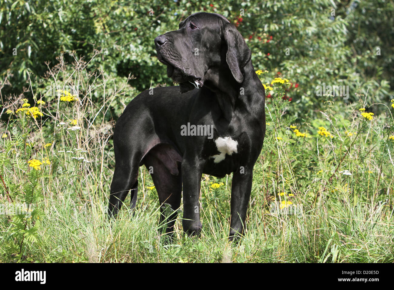 Deutsche Dogge Hund / Deutsche Dogge Welpen schwarz stehend Stockfoto