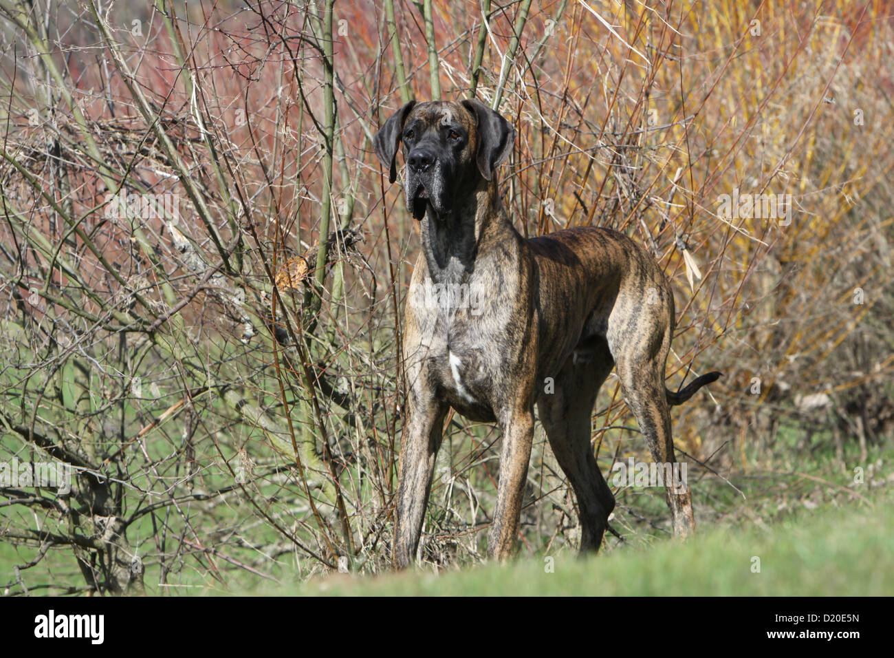 Deutsche Dogge Hund / Erwachsene Deutsche Dogge gestromt stehen Stockfoto