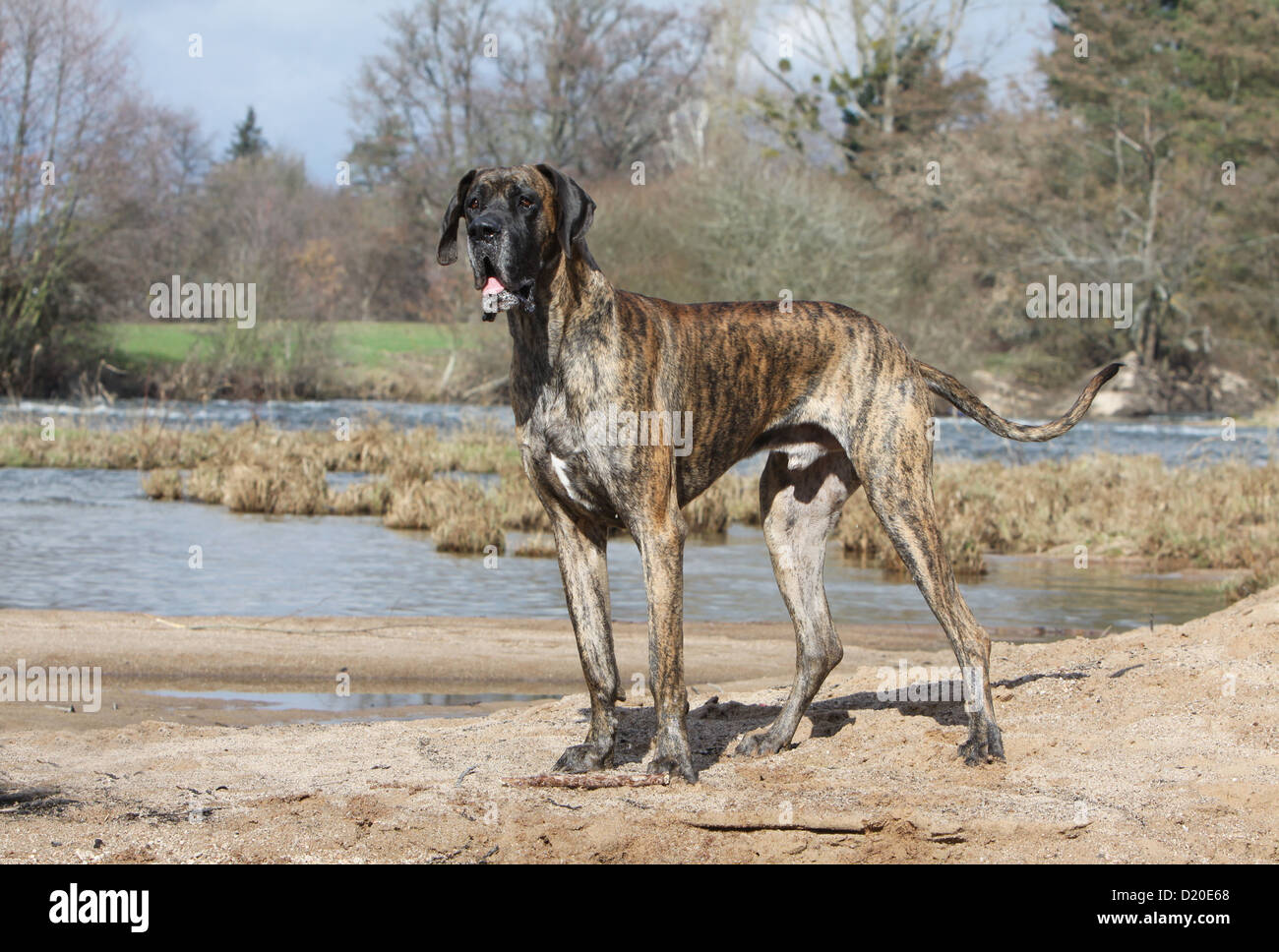 Deutsche Dogge Hund / Deutsche Dogge Erwachsenen gestromte Standardprofil Stockfoto