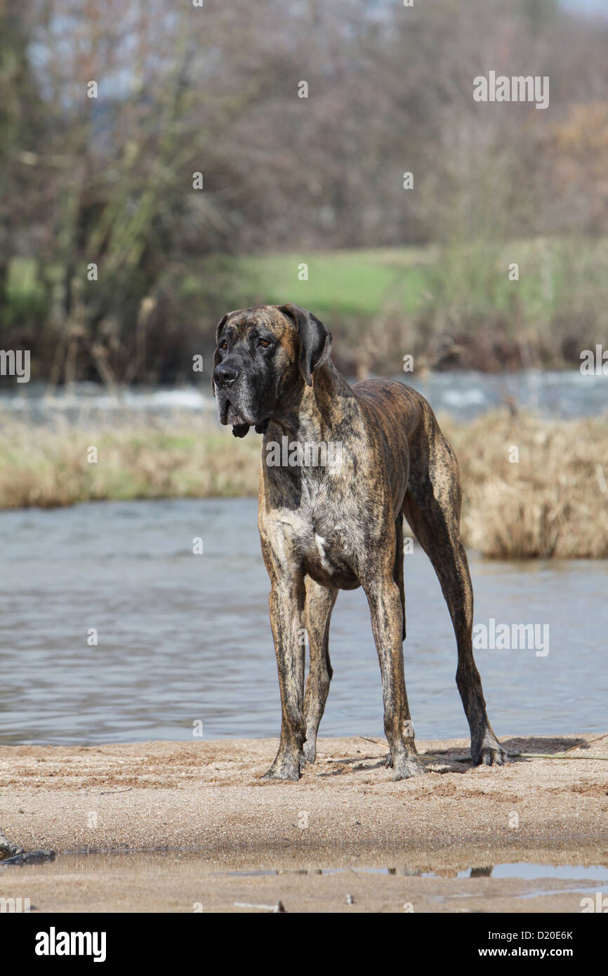 Deutsche Dogge Hund / Deutsche Dogge Erwachsenen gestromt stehen den Rand eines Flusses Stockfoto