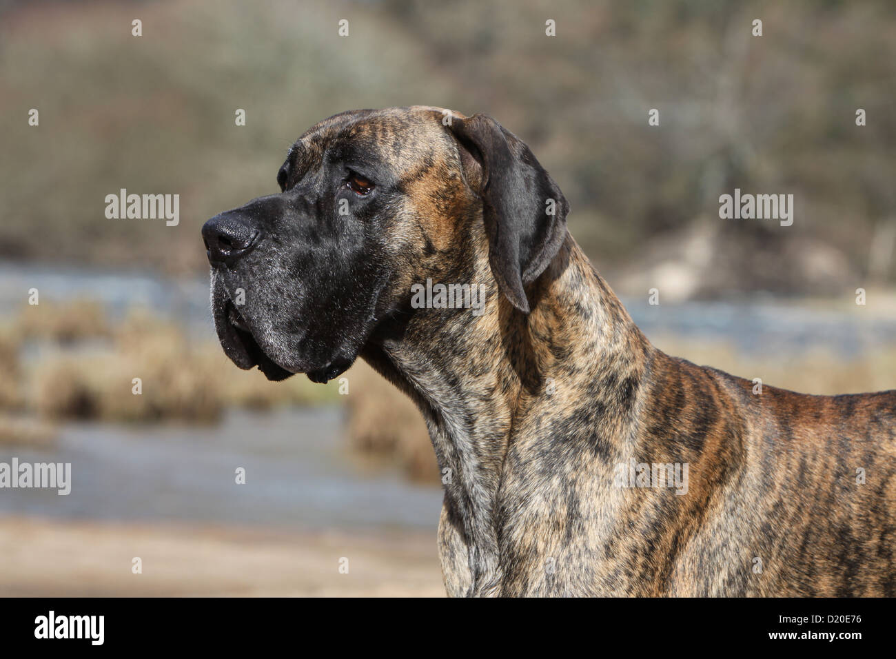 Deutsche Dogge Hund / Deutsche Dogge Erwachsenen gestromte Porträt Profil Stockfoto