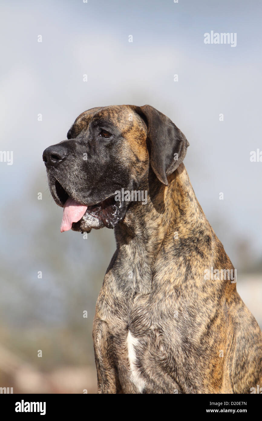 Deutsche Dogge Hund / Deutsche Dogge Erwachsenen gestromte Porträt Profil Stockfoto